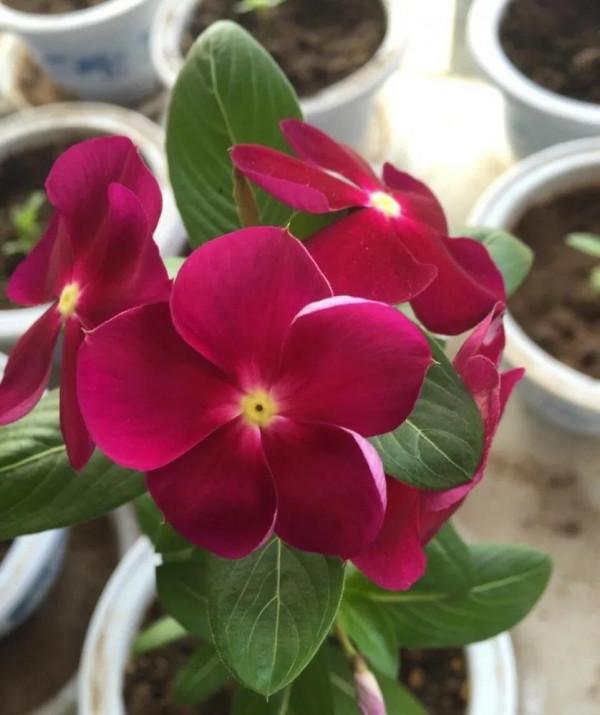 如何養護四季梅才能爆盆？這些要點，你知道嗎？