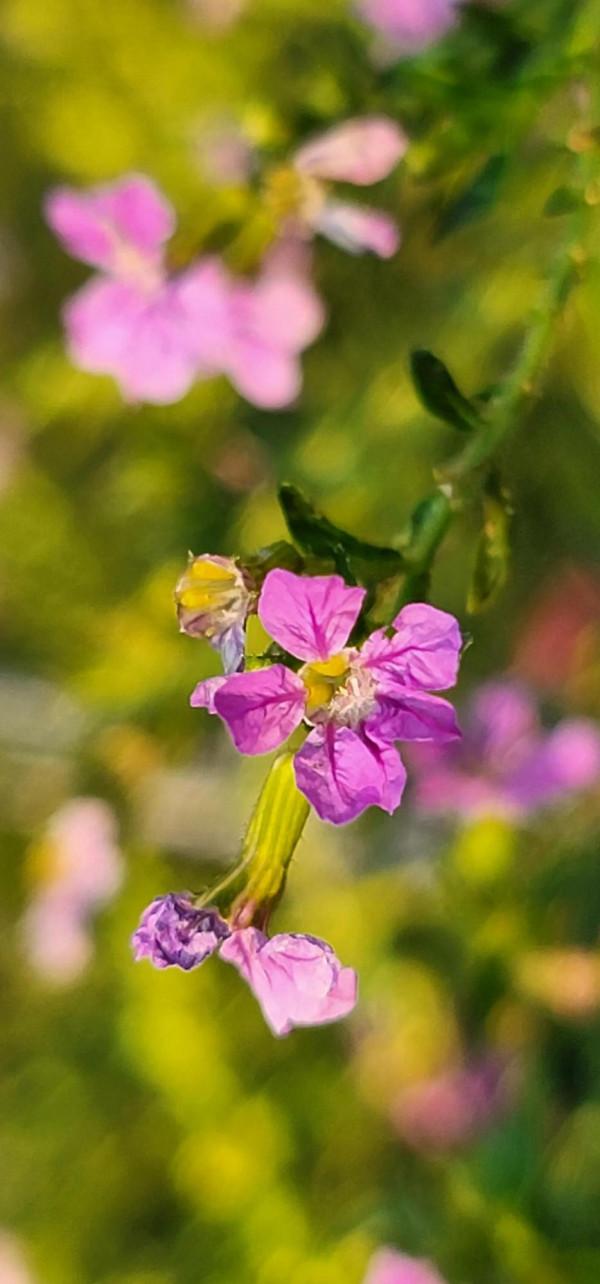 三星note20u拍微距也不錯 三星note20u拍微距也不錯