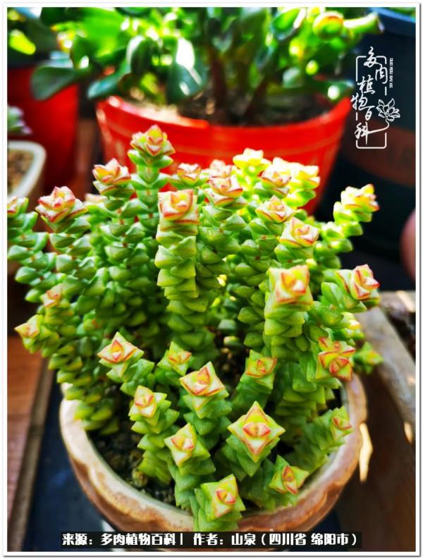 滿園春色：多肉陽光房的美好時光