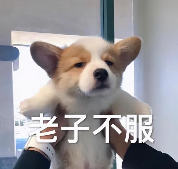 大學檔次低娶不了富家女，房價太低不利於年輕人奮鬥！我深表贊同