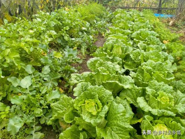 給白菜和蘿蔔施肥,這幾種肥料不能隨便用,長不好還難吃 給白菜和蘿蔔施肥,這幾種肥料不能隨便用,長不好還難吃