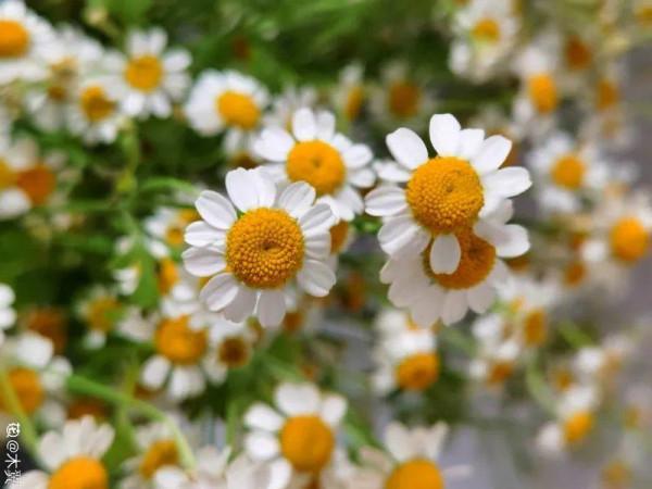 花市“一次性”的盆栽，開完花就死，未免太可惜