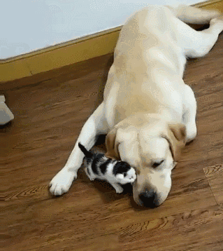 狗界公認“無攻擊性”的幾種狗,城市也能放心養 狗界公認“無攻擊性”的幾種狗,城市也能放心養