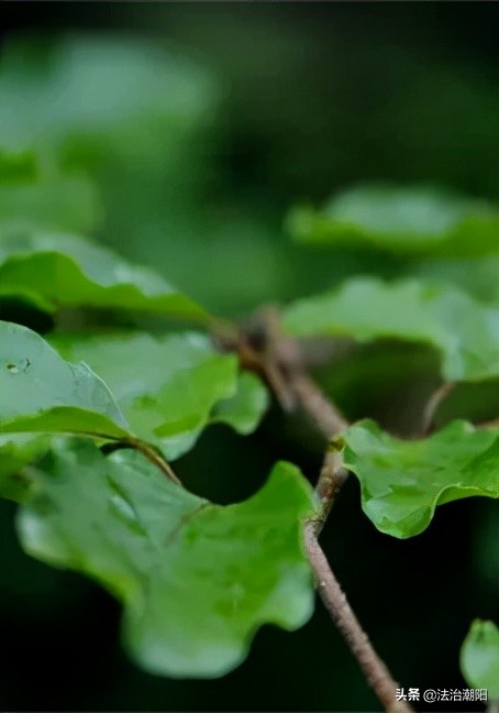 卡痛：別讓它成為鴉片的替代品