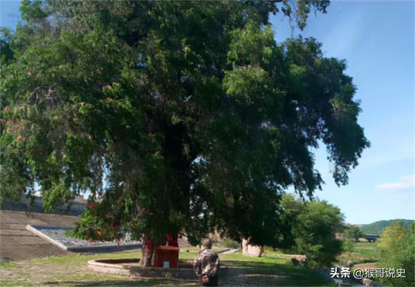 秦漢時期為對付匈奴常在邊關種榆樹,是為何?結果可見其高明之處 秦漢時期為對付匈奴常在邊關種榆樹,是為何?結果可見其高明之處