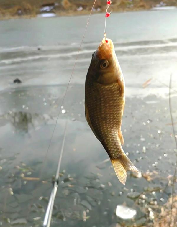 氣溫零下破冰垂釣,雙尾收杆漁獲爆盆 氣溫零下破冰垂釣,雙尾收杆漁獲爆盆