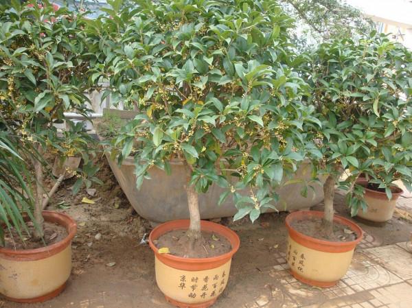 門前栽桂花“人前顯富貴”，盆栽桂花注意這4點，長成“貴人樹”