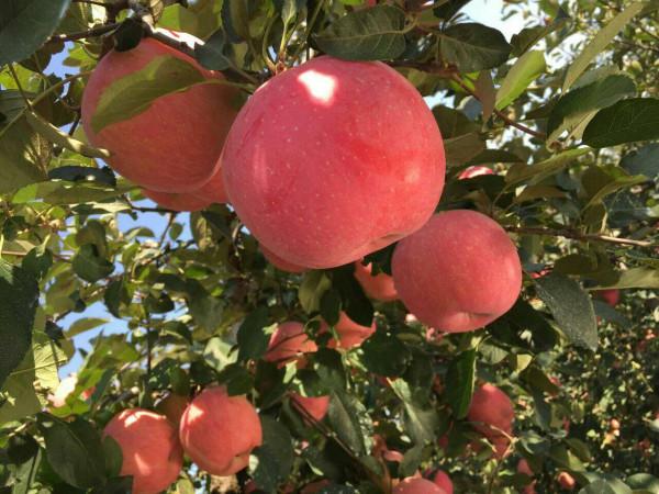 全中國哪裡的蘋果最好吃?請認清這5個產地,甜美清脆,果中珍品 全中國哪裡的蘋果最好吃?請認清這5個產地,甜美清脆,果中珍品