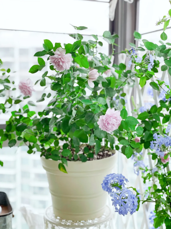 封閉陽臺也爆花!4個優秀案例,面積2.4m²-9m²,總有一個給你靈感 封閉陽臺也爆花!4個優秀案例,面積2.4m²-9m²,總有一個給你靈感