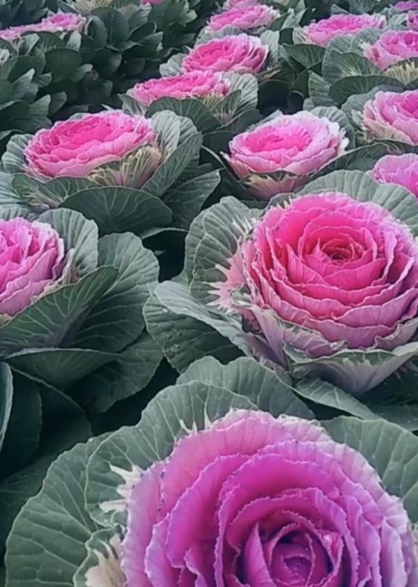 8種“漂亮花”,好看不怕冷,大雪覆蓋下,也能開大花 8種“漂亮花”,好看不怕冷,大雪覆蓋下,也能開大花