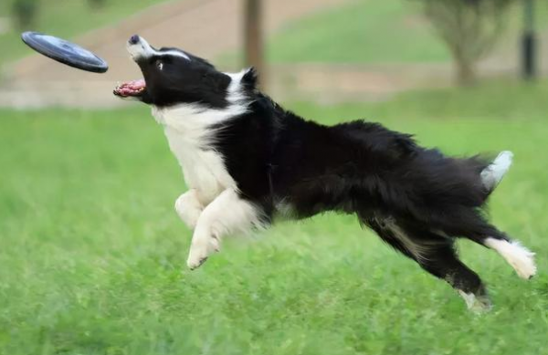 邊牧吃什麼狗糧比較好？