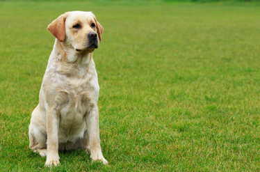 原來養拉布拉多有這麼多好處，難怪那麼多人養