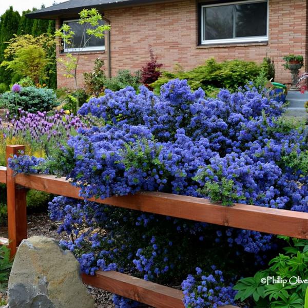 8種“貴族花”，實在太奢侈，動輒上千元，家裡有礦才敢買