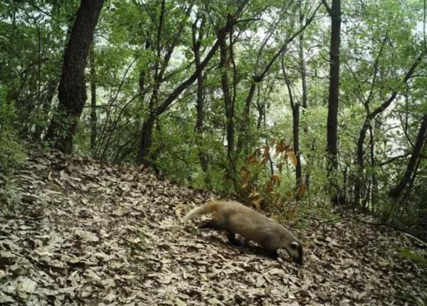 罕見!東北虎豹國家公園發現多種變異色型黃喉貂 研究價值有多高? 罕見!東北虎豹國家公園發現多種變異色型黃喉貂 研究價值有多高?