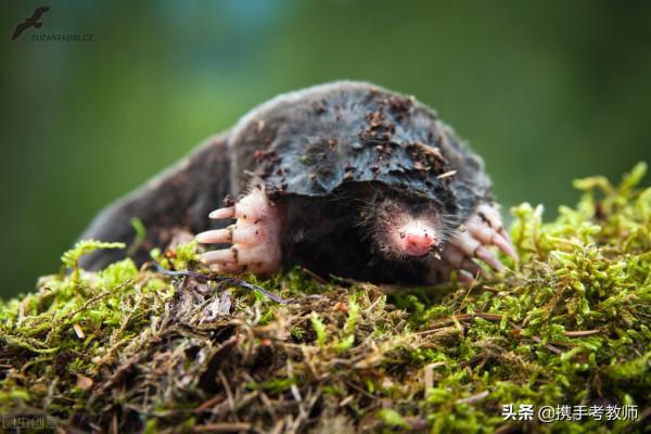 鼴鼠的“鼴”怎麼讀？