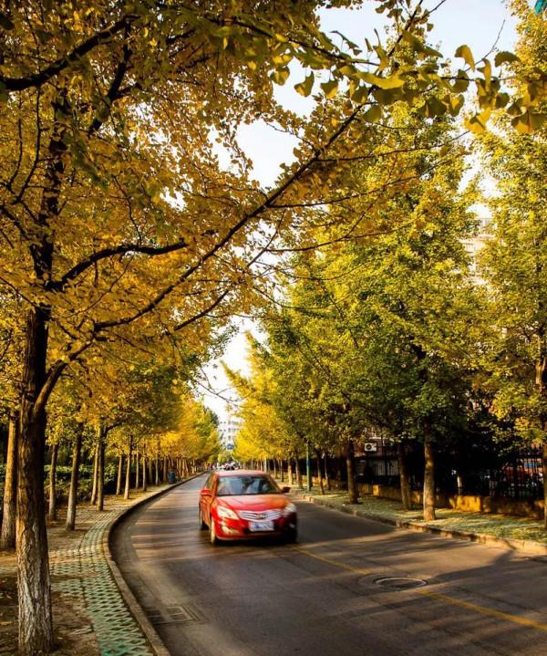 銀杏長廊,燦燦金黃 銀杏長廊,燦燦金黃