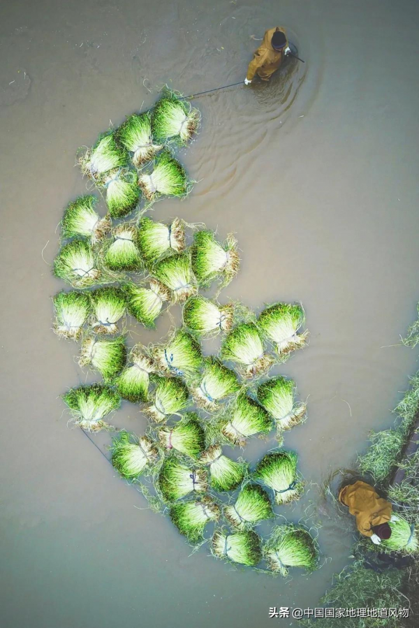 江南人的“水八仙”,北方人真的不懂 江南人的“水八仙”,北方人真的不懂