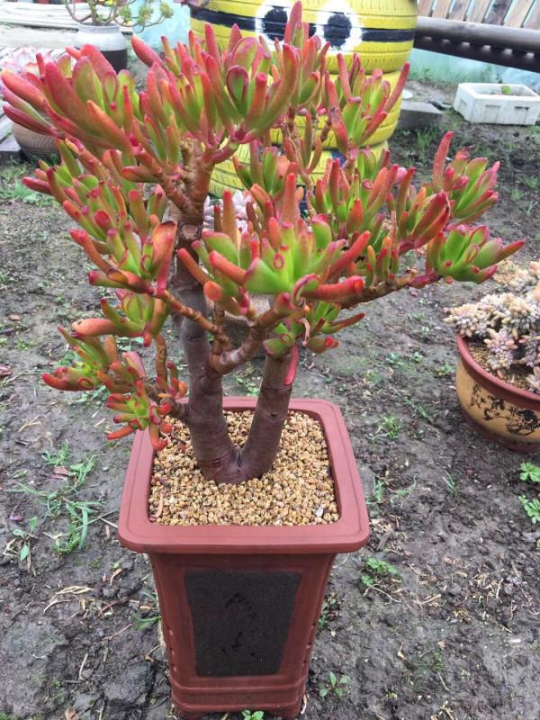 8種“吉祥花”,客廳養一盆,高貴又大氣,養人又“旺家” 8種“吉祥花”,客廳養一盆,高貴又大氣,養人又“旺家”