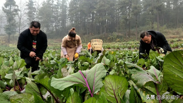 貴州威寧兔街：煙地套種紅菜薹 一份土地有雙收