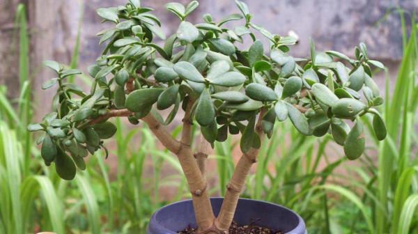 玉樹想“值錢”，全靠“會修剪”，長成百年大老樹，就靠3個要點