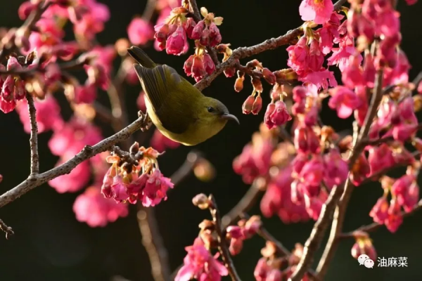油麻菜:圓月彎刀 油麻菜:圓月彎刀