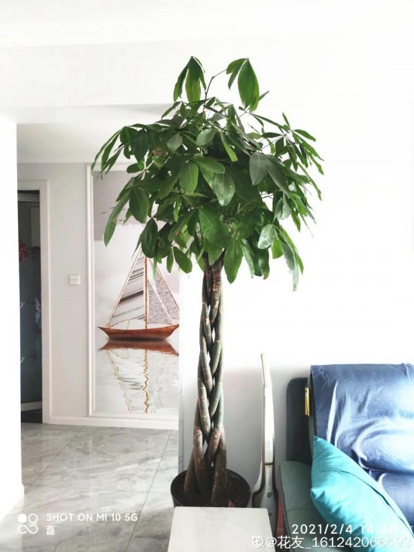 客廳養好樹，子孫一直富，8種樹養在家，鎮宅有安全感