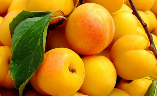 秋天孕媽可以多吃三種水果,增強身體免疫力,還能幫助胎兒發育 秋天孕媽可以多吃三種水果,增強身體免疫力,還能幫助胎兒發育