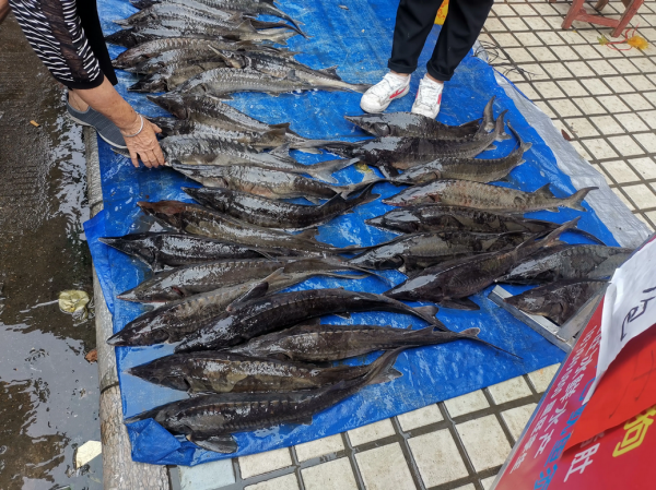 貴陽釣魚人在河邊正釣著魚，河面忽然漂來一條“中華鱘”