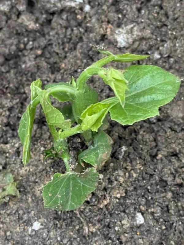 立春後種上佛手瓜