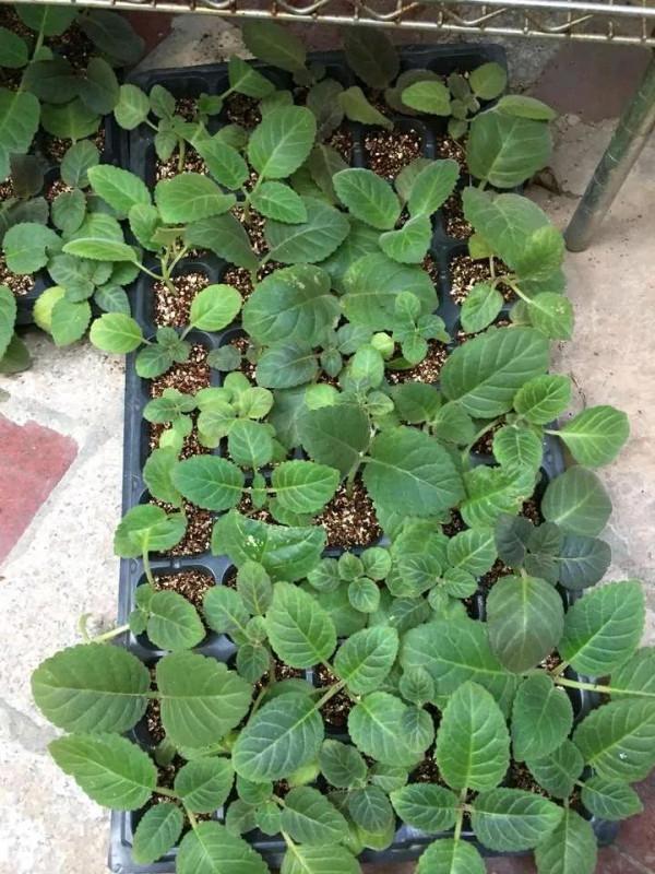 這5種葉子,現在可扦插,生根快成活率高,30天收穫滿滿一陽臺 這5種葉子,現在可扦插,生根快成活率高,30天收穫滿滿一陽臺