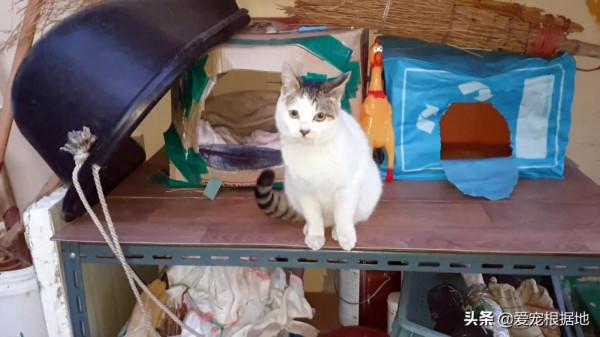 餵了一隻流浪貓，它隔三差五送禮上門，還直接把孩子送給好心人