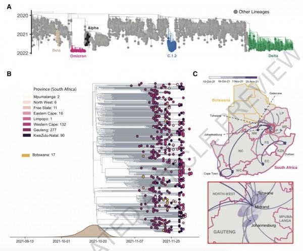 發現奧密克戎變異株團隊《自然》發文覆盤始末：起源地或非豪登省