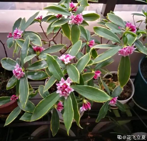 養花一直不開花，給他套個黑塑膠袋，花苞呼呼冒