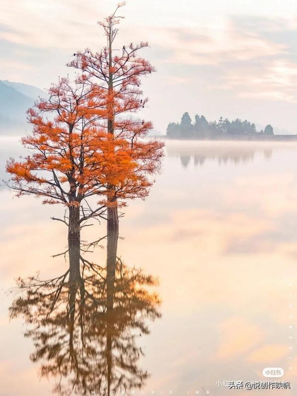 浙江紅杉林景點