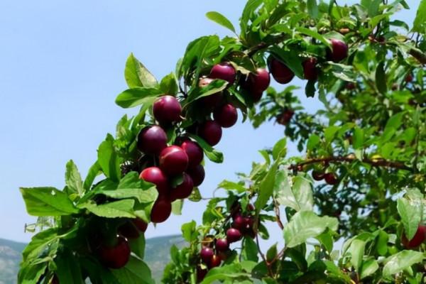 神奇水果——植物非試管高效快繁櫻桃李 神奇水果——植物非試管高效快繁櫻桃李