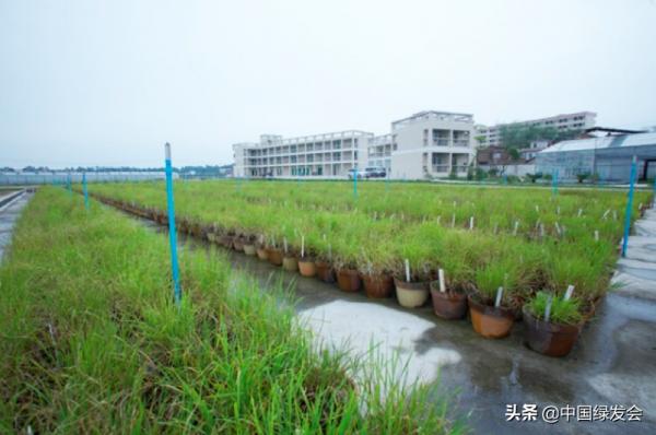 野生稻非但不";野";還在減少!我國普通野生稻資源喪失達90%以上 野生稻非但不";野";還在減少!我國普通野生稻資源喪失達90%以上