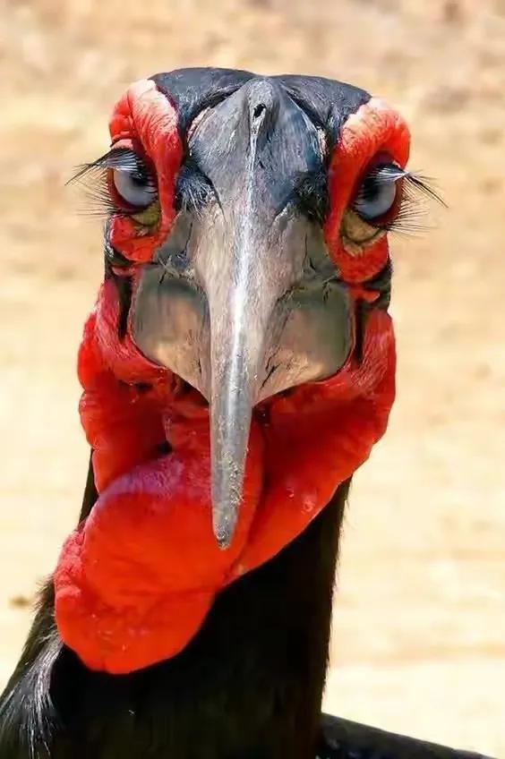 幾十年罕見的鳥，認識兩種算你牛.