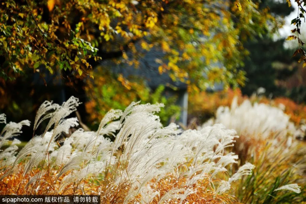 抓緊！初冬探秘京城“龍脈”，紀念最後一抹秋色~