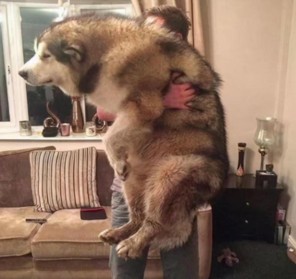 這6種狗堪稱“狗界慫包”，中看不中用，遇到危險馬上溜