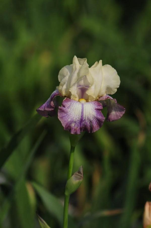 今年的德國鳶尾正在爆芽，明年春天都可以開花，完美