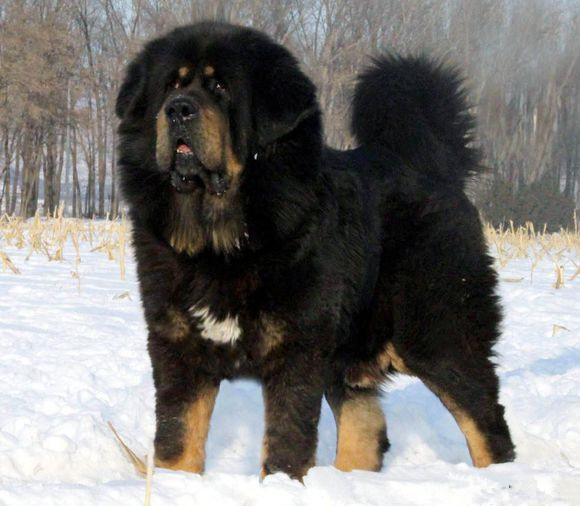 狗界“吃貨”排行榜，柯基竟然在榜首