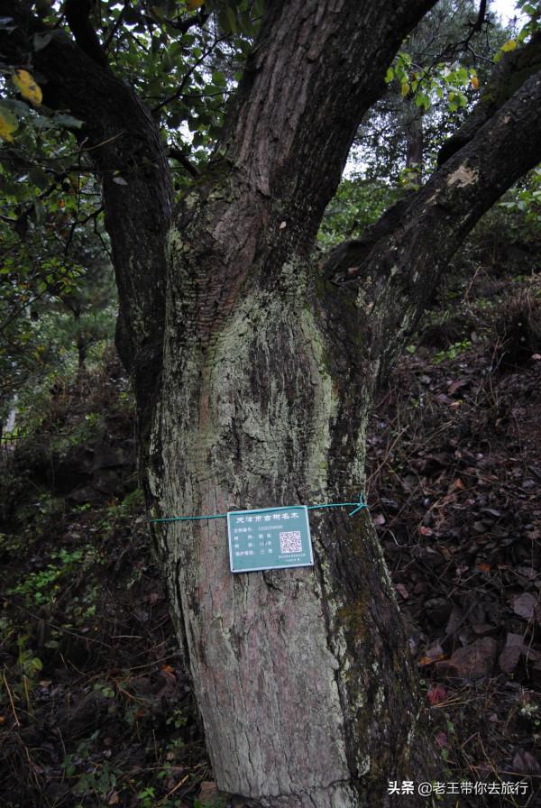 世外桃園——薊州苦梨峪村