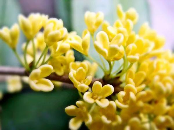 桂花品種分類（附：154個桂花培育品種分類表）