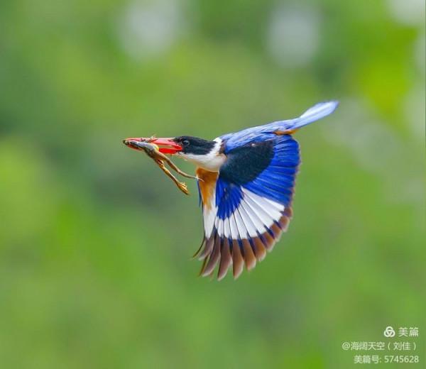 自然界中最美的鳥兒之一藍翡翠