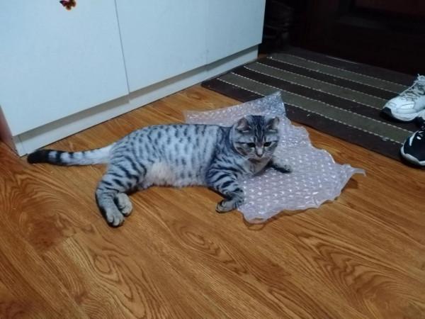 我家可愛搞笑的三隻貓咪 我家可愛搞笑的三隻貓咪