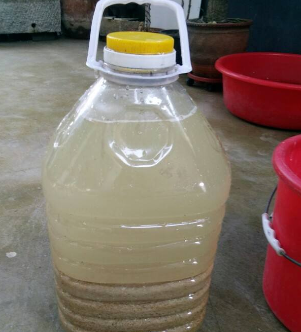 5分鐘自制“酸酸水”，給花澆上，葉肥花旺還能省錢