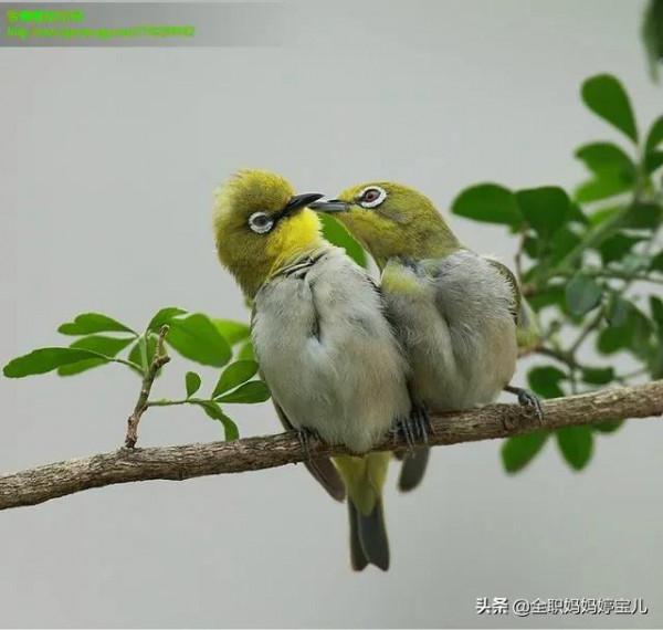 分享——比翼鳥