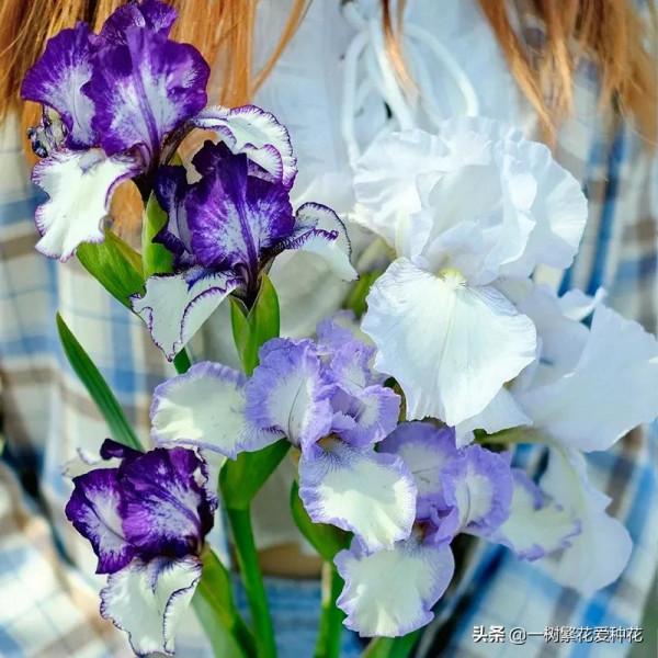 秋天買什麼花？這20種花建議選幾個，好看又好養，秋天買沒錯