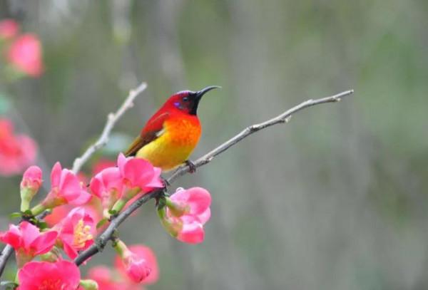＂東方的蜂鳥＂一一藍喉太陽鳥