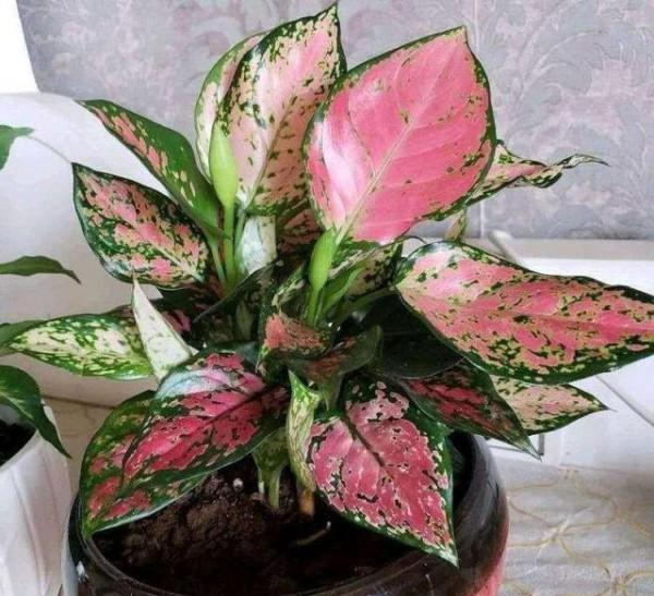 7種“轉運花”，家裡養一盆，漂亮又吉利，還有好運氣